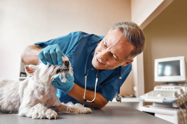 Best Walk-In Emergency Dental Services in Emerald Lake Hills, CA